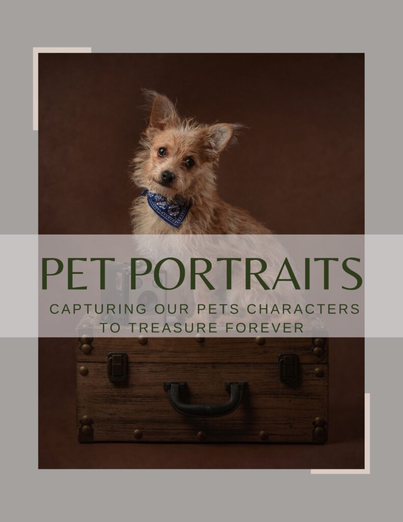 Pet Photography Tamworth, Pet Photography Birmingham