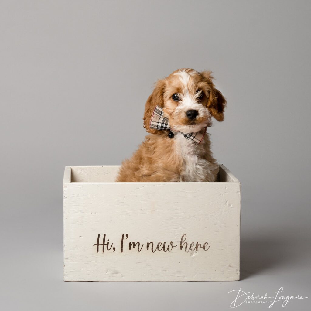 Newborn Puppy Photography